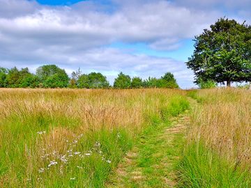 Mown pathways