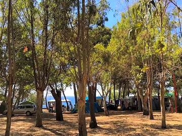 Pitches shaded by trees