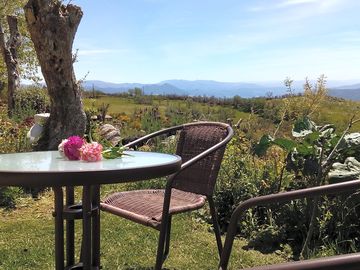 The olive tree seat
