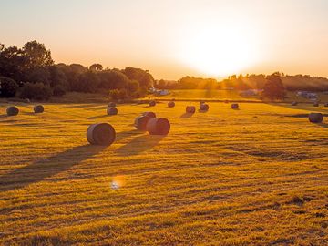 Hay bales in the field