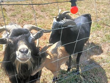 Goats on site