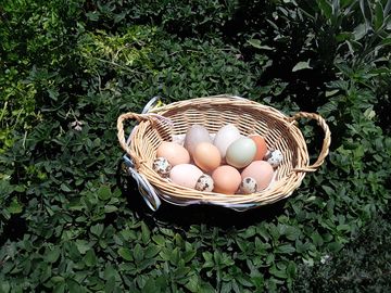 Assorted eggs available for purchase depending upon the season