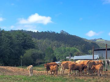 Cows on the farm