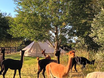 Inquisitive alpacas