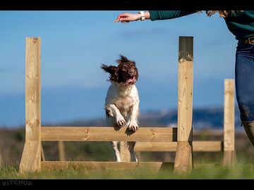 Secure private dog walking field with agility
