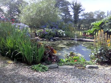 Pond area for watching the dragonflies