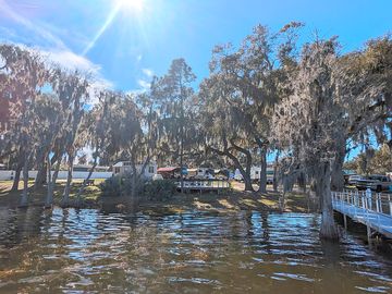 View of trees and dock.