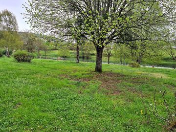 Pitches among the trees