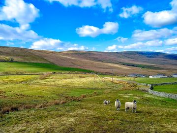 Sheep on the camping field