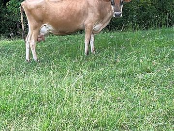 Cow in the field