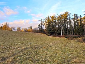 Pick a spot by the trees