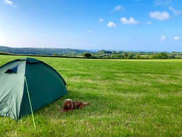 Grass, level pitch