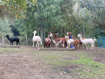Lamas