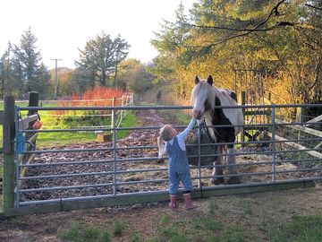 One of the farm ponies