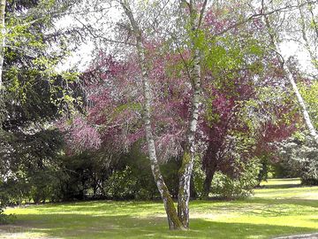 Silver birches in may