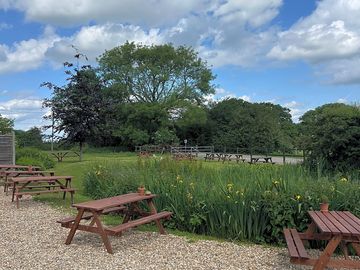 Flag irises in the pond by the pub