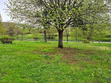 Pitches among the trees