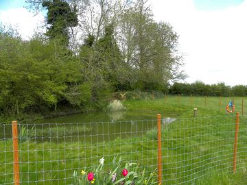 The pond