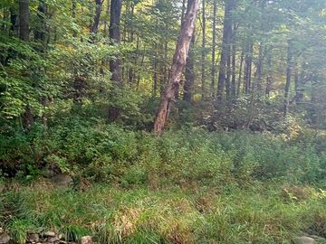 A small river runs through the forest