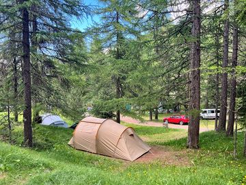 Pitches among the fir trees