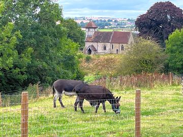 Mildred and mabel the resident donkeys