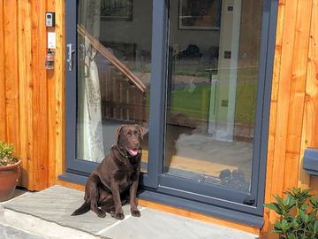 The site's chocolate labrador piper