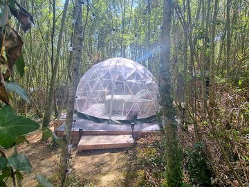 Dome among the trees