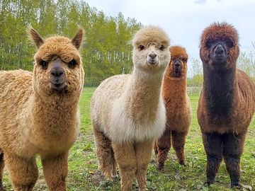 Alpacas