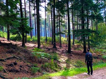 Woodland walks galore