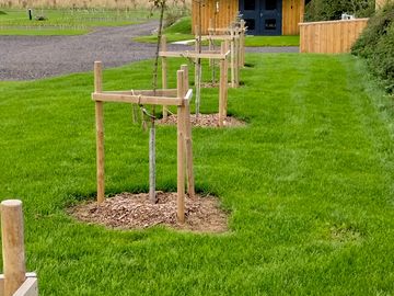 Grass pitches separated by young trees
