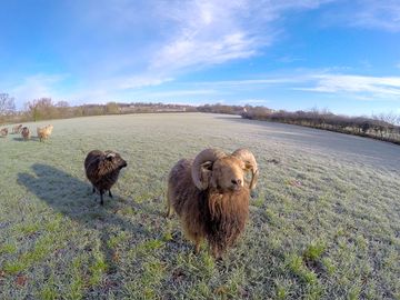 North ronaldsay ram, part of the collection of rare breeds at the farm