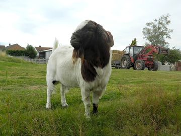 Walter the goat