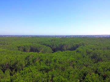 In the heart of a superb maritime pinewood