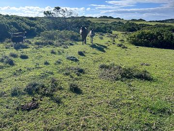 Animals graze the field