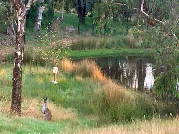 Curious kangaroo
