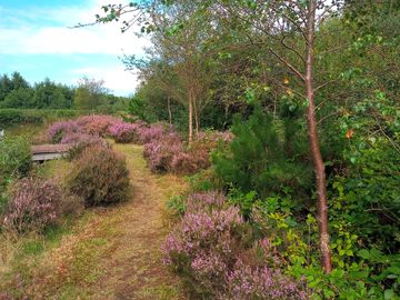 The heather in full bloom