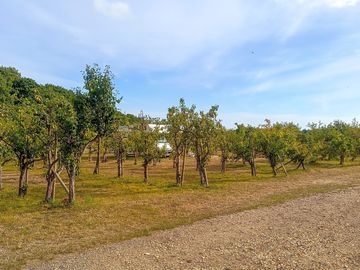 Pitches in the orchard