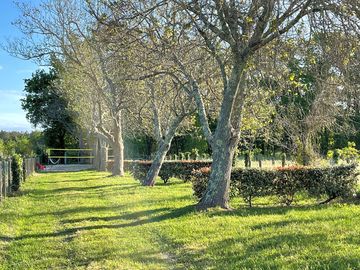 Pitches under trees