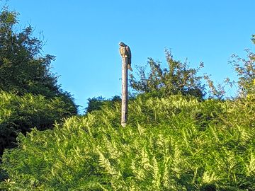 Totem
