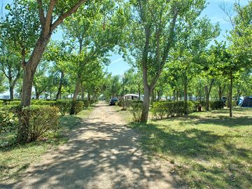 Lovely pitches under the shade of trees