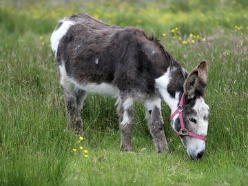 Donkey on site