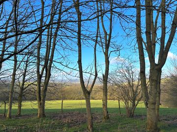 The view from the woods