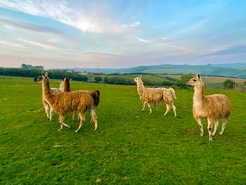 Free-range llamas on site