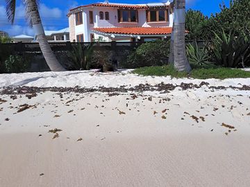 Palm trees