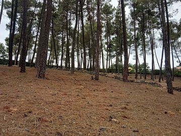 Pitches in the woods