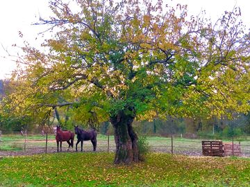 Horses inspecting the pitches
