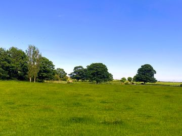 Cattle grazing on the farm