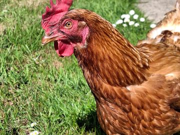 Resident hens