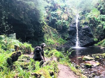 Bertie and kaiser at hindhope linn