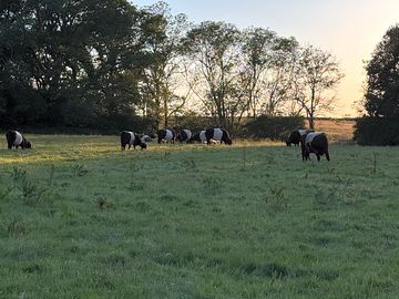 Belted galloways